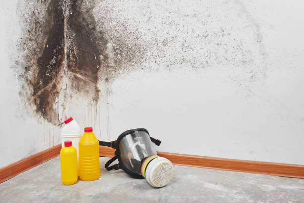Best Mold Removal Specialists  in Decatur, TX