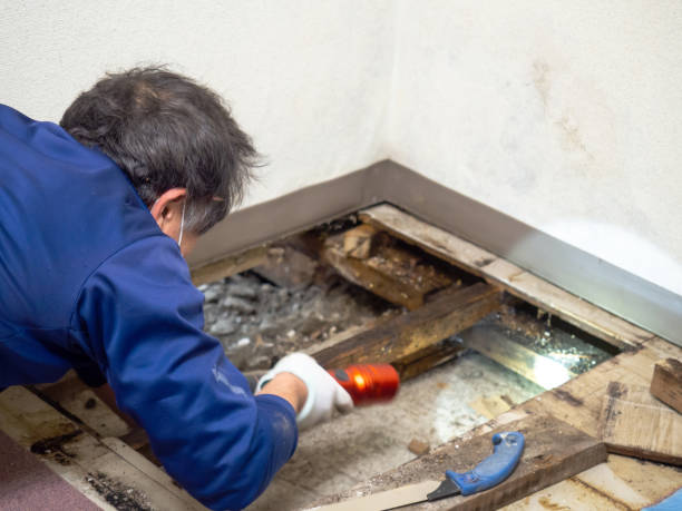 Best Crawl Space Mold Removal  in Decatur, TX