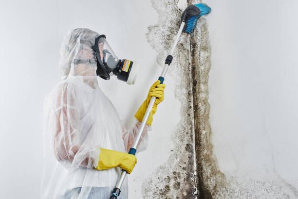 Best Best Mold Removal Companies  in Decatur, TX