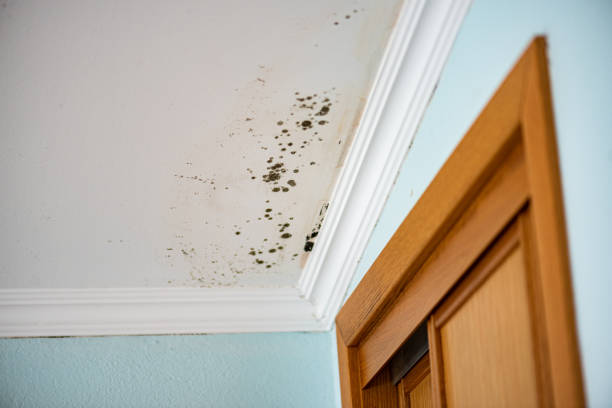 Best Local Mold Removal Service  in Decatur, TX