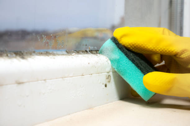 Mold Testing and Removal in Decatur, TX