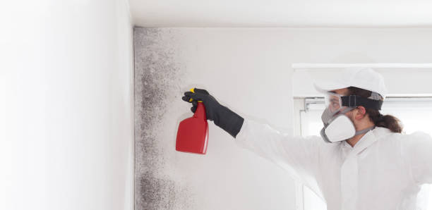 Best Certified Mold Removal  in Decatur, TX