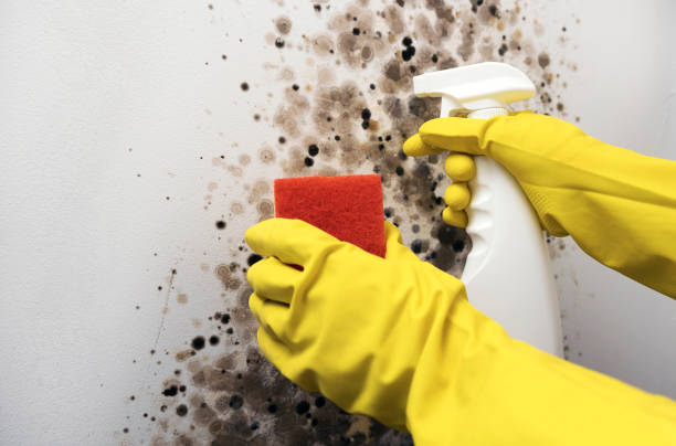 Best Black Mold Removal  in Decatur, TX