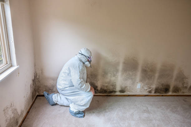 Best Mold Removal Process  in Decatur, TX