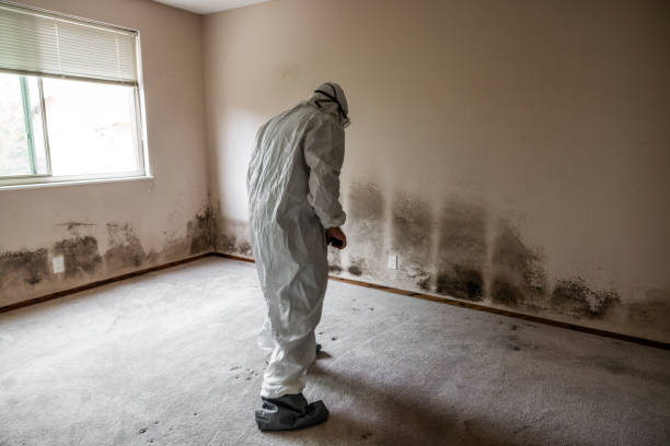 Best Toxic Mold Removal  in Decatur, TX