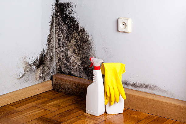 Best Professional Mold Removal  in Decatur, TX