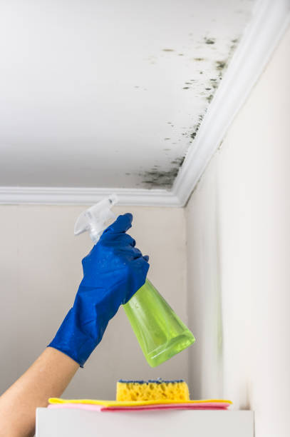 Best Attic Mold Removal  in Decatur, TX