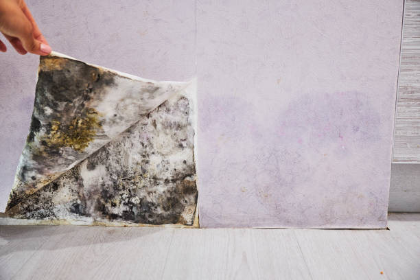 Best Certified Mold Removal  in Decatur, TX